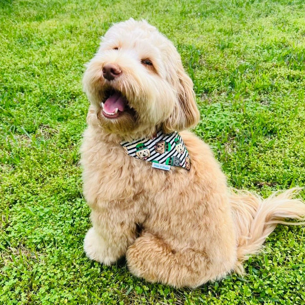 St. Patrick's Day Golden Doodles Dog Bandana - Briggs 'n' Wiggles