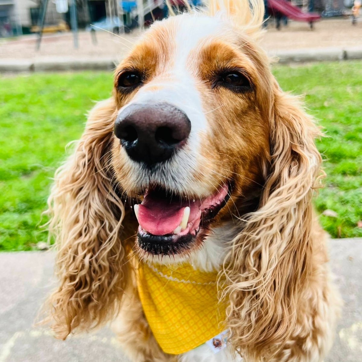 St. Patrick's Day Irish Beer Dog Bandana - Briggs 'n' Wiggles