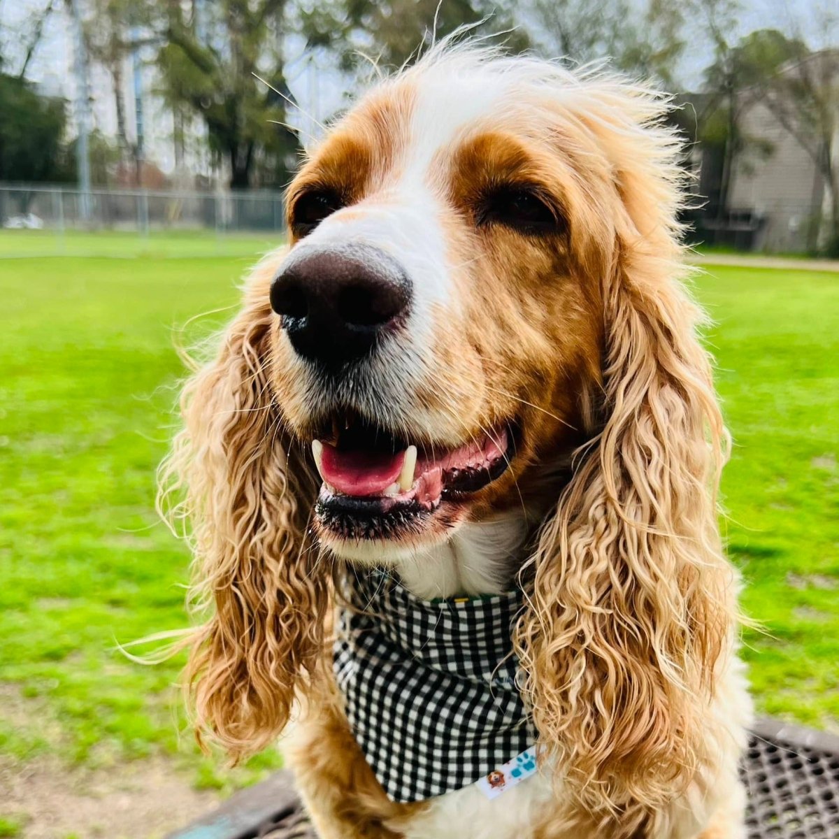 St. Patrick's Day Luck of the Irish Dog Bandana - Briggs 'n' Wiggles