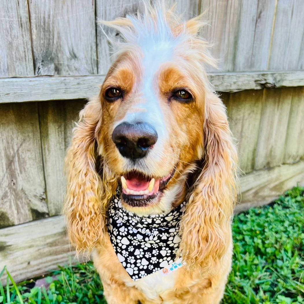 Stud Muffin Dog Bandana - Briggs 'n' Wiggles