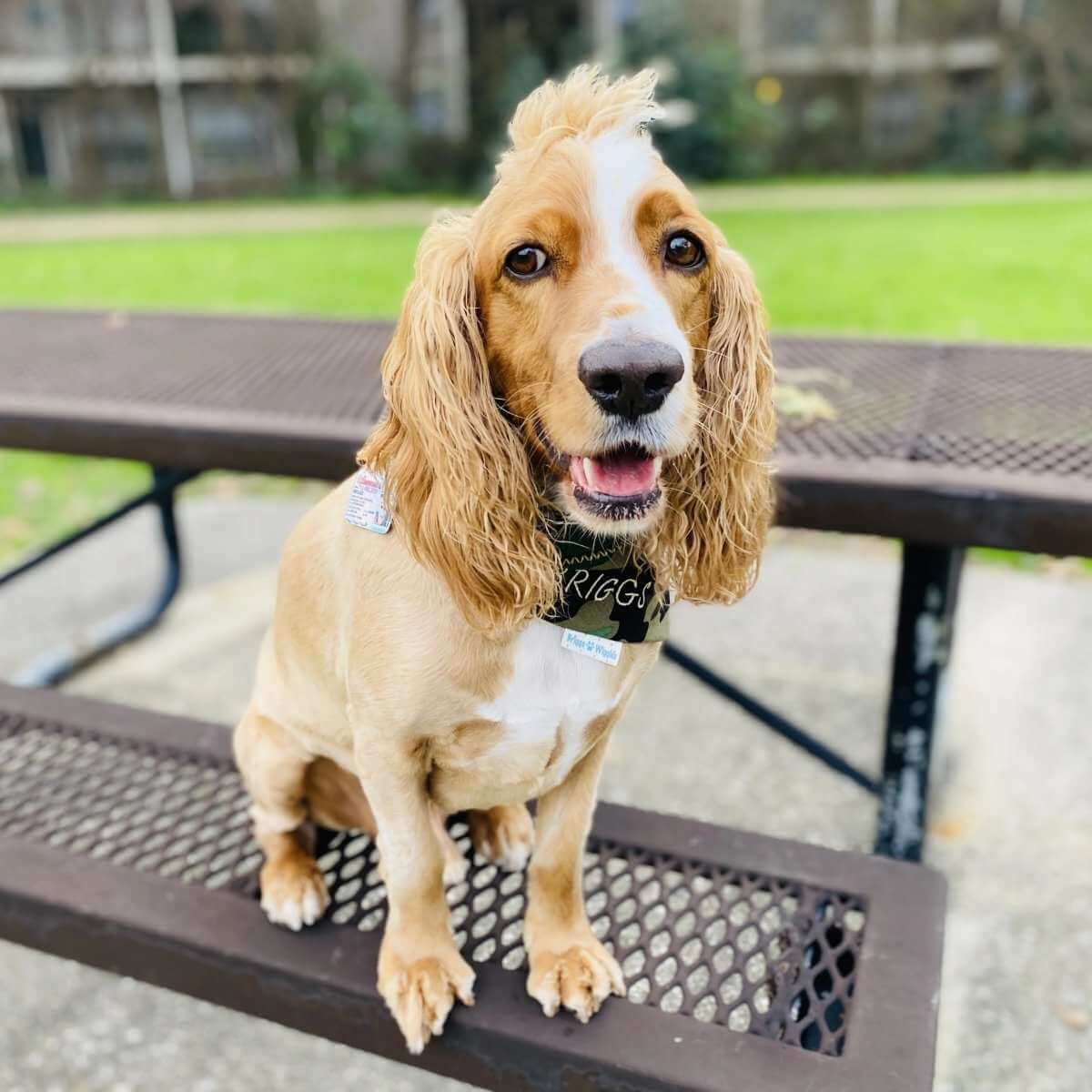 Stylish Camouflage Dog Bandana - Briggs 'n' Wiggles