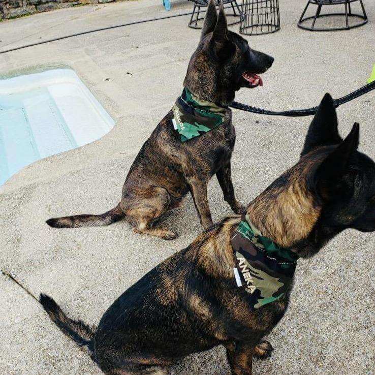 Stylish Camouflage Dog Bandana - Briggs 'n' Wiggles