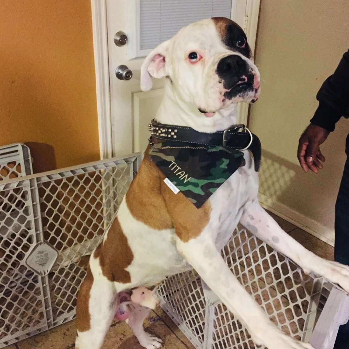 Stylish Camouflage Dog Bandana - Briggs 'n' Wiggles