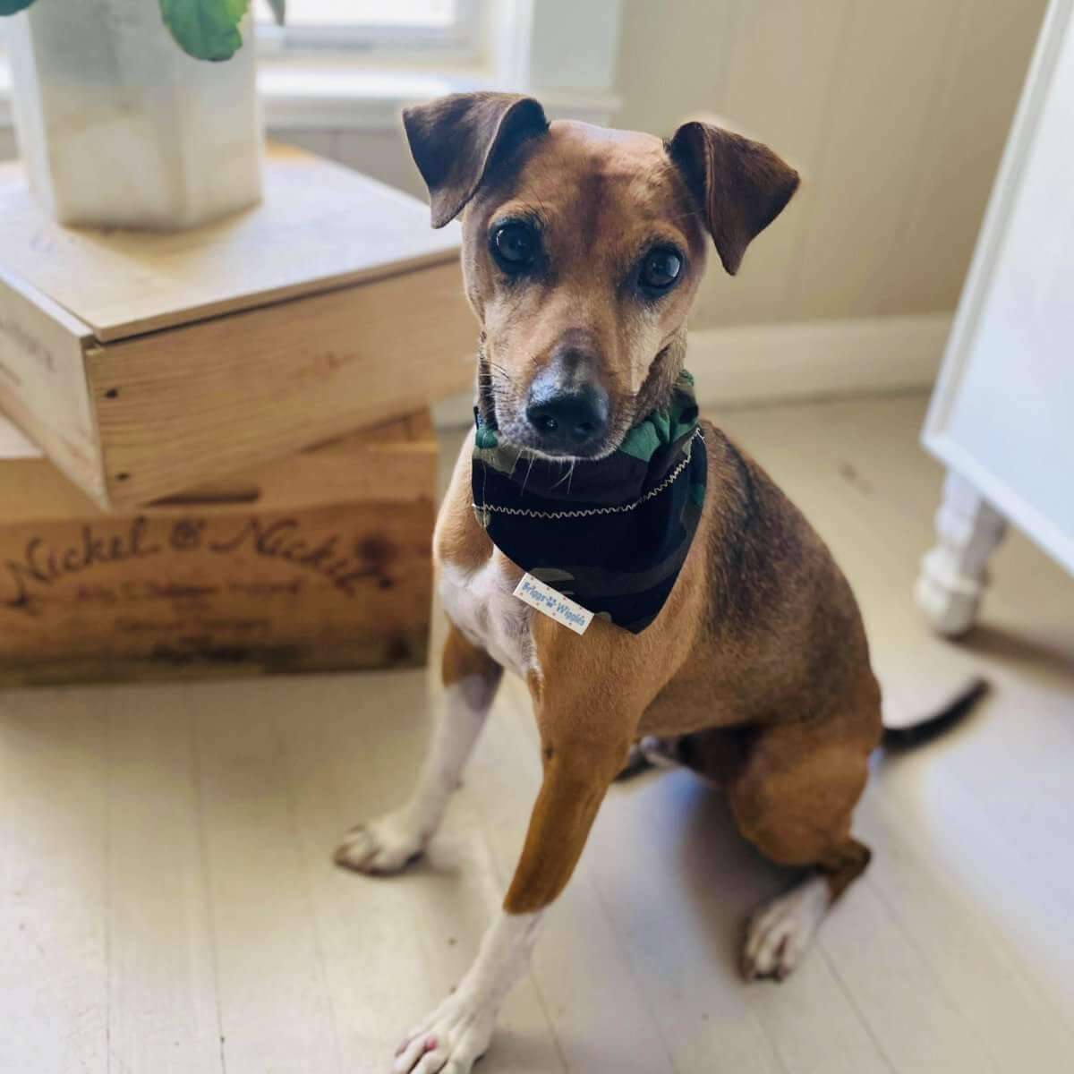 Stylish Camouflage Dog Bandana - Briggs 'n' Wiggles