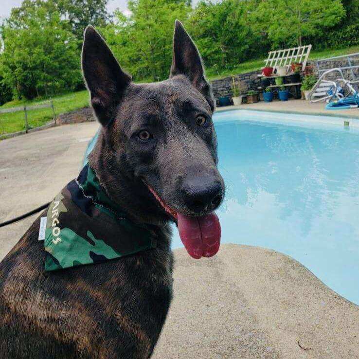 Stylish Camouflage Dog Bandana - Briggs 'n' Wiggles