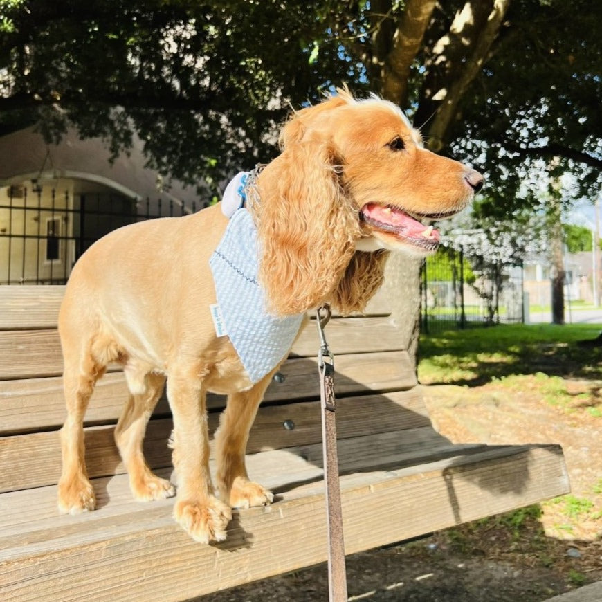 Summer Seersucker Dog Bandana - Briggs 'n' Wiggles