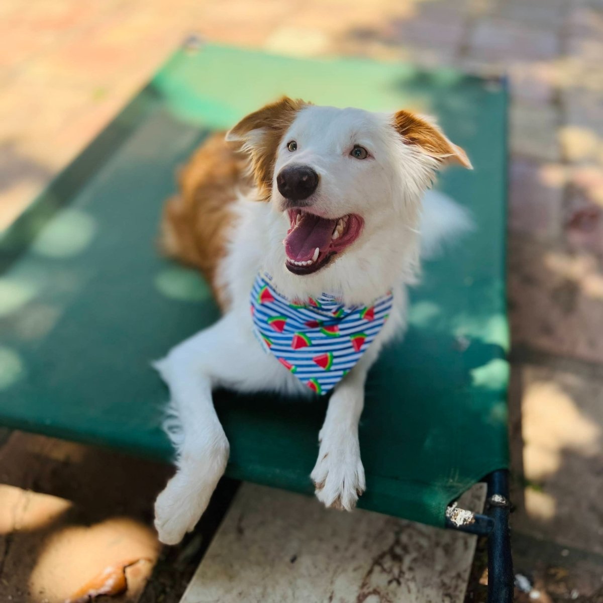 Summer Watermelon Stripe Dog Bandana - Briggs 'n' Wiggles