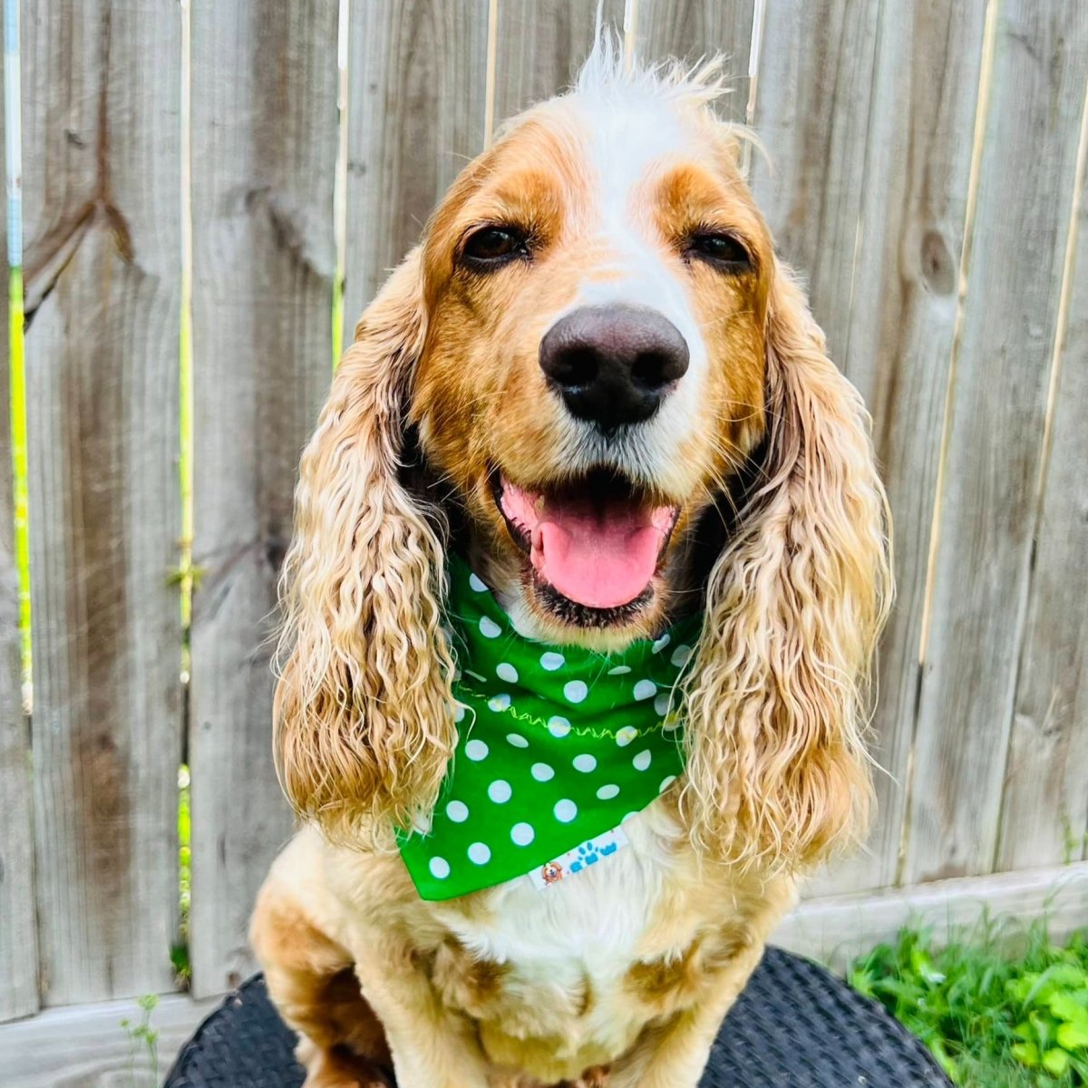 Summer Watermelon Stripe Dog Bandana - Briggs 'n' Wiggles