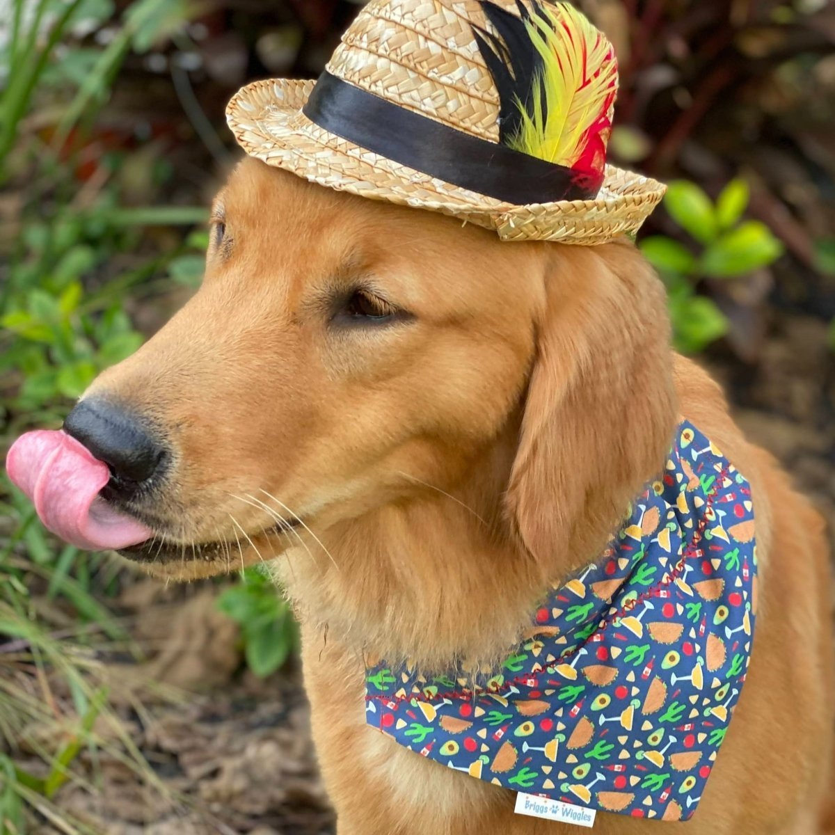 Dog wearing reversible Taco Tuesday dog bandana with taco and margarita print, styled over the collar.