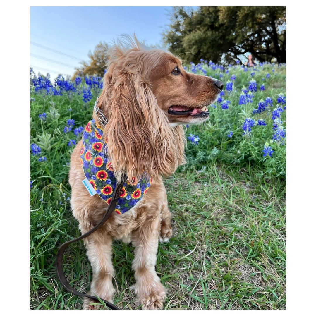 Texas Bluebonnet Dog Bandana | Briggs 'n' Wiggles - Briggs 'n' Wiggles