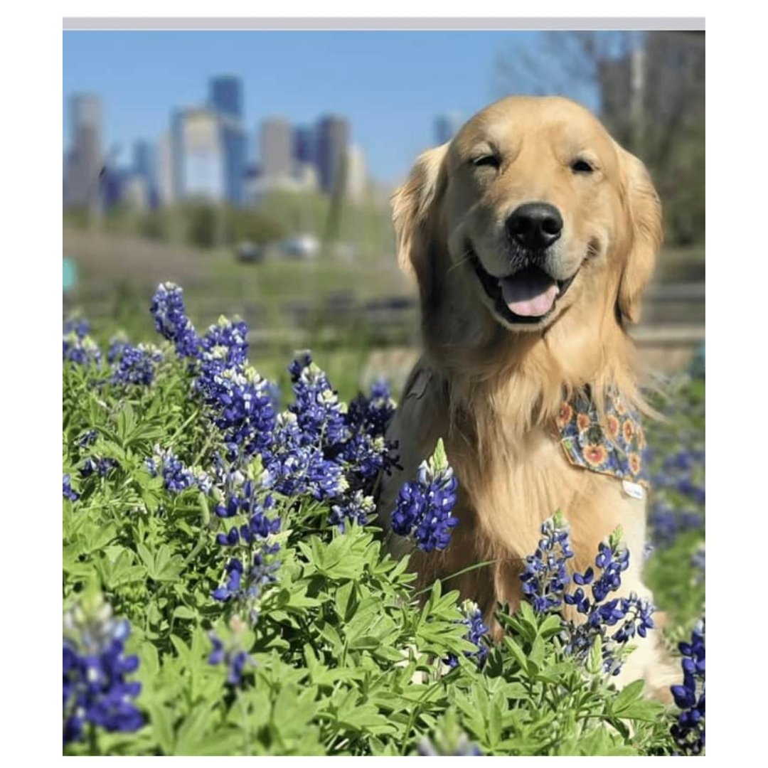 Texas Bluebonnet Dog Bandana | Briggs 'n' Wiggles - Briggs 'n' Wiggles