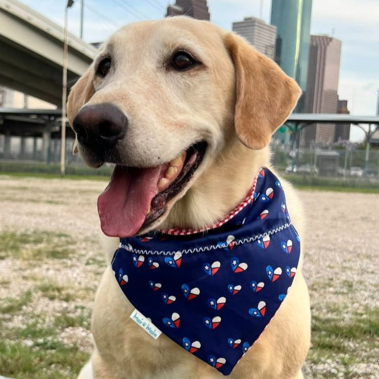 Texas love and pride dog bandana over the collar of a medium-sized dog, perfect for celebrating Texas pride. Stylish and comfortable pet accessory.