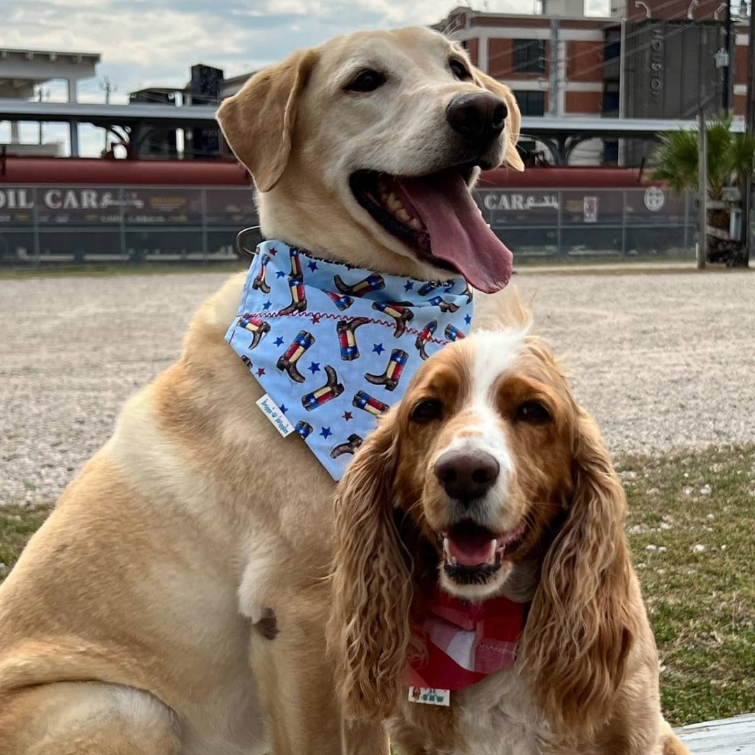 Dog wearing the Texas Rodeo Boots Bandana showcasing the light blue background with floating Texas flag boots and red, white and blue stars.