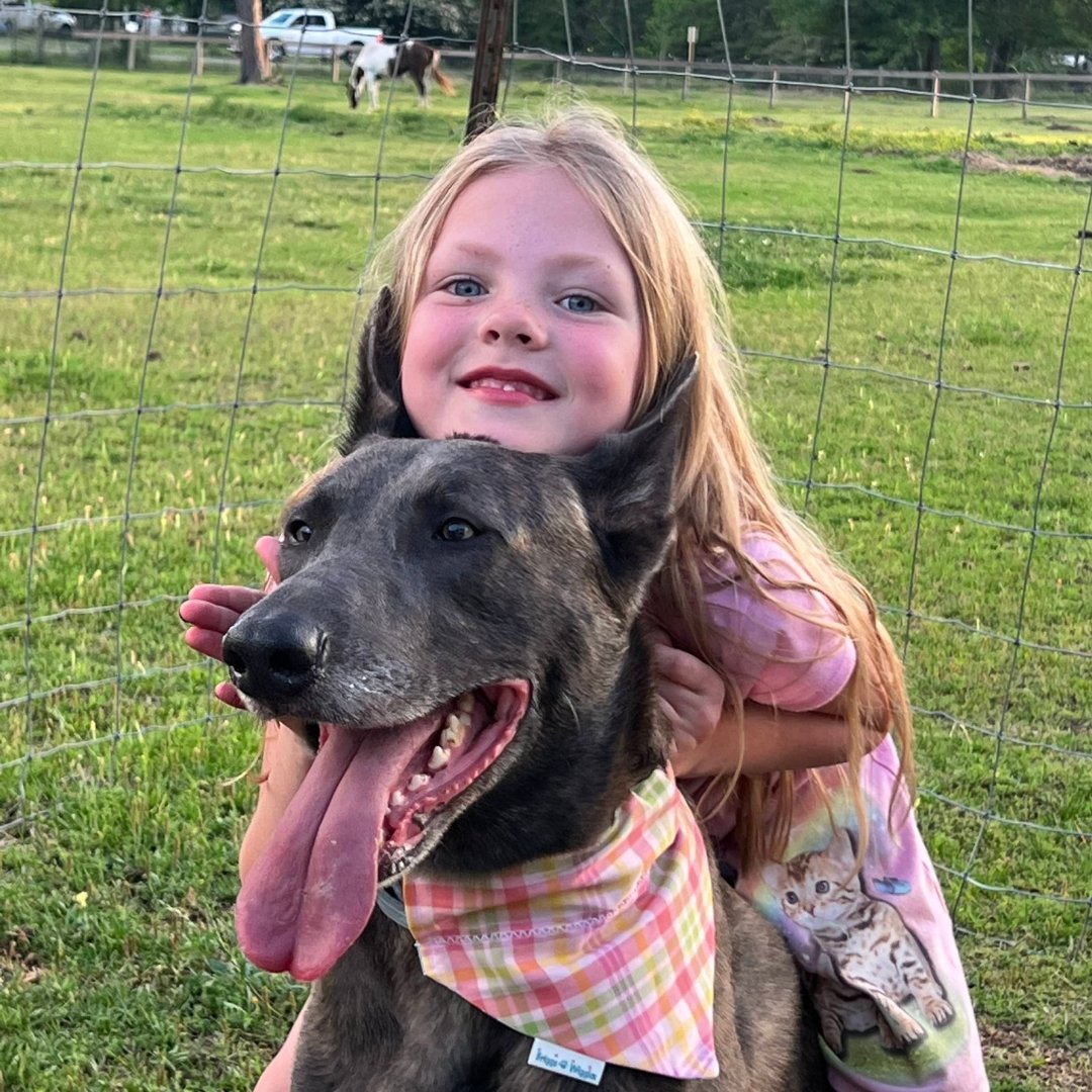 The Audrey Plaid Dog Bandana - Briggs 'n' Wiggles