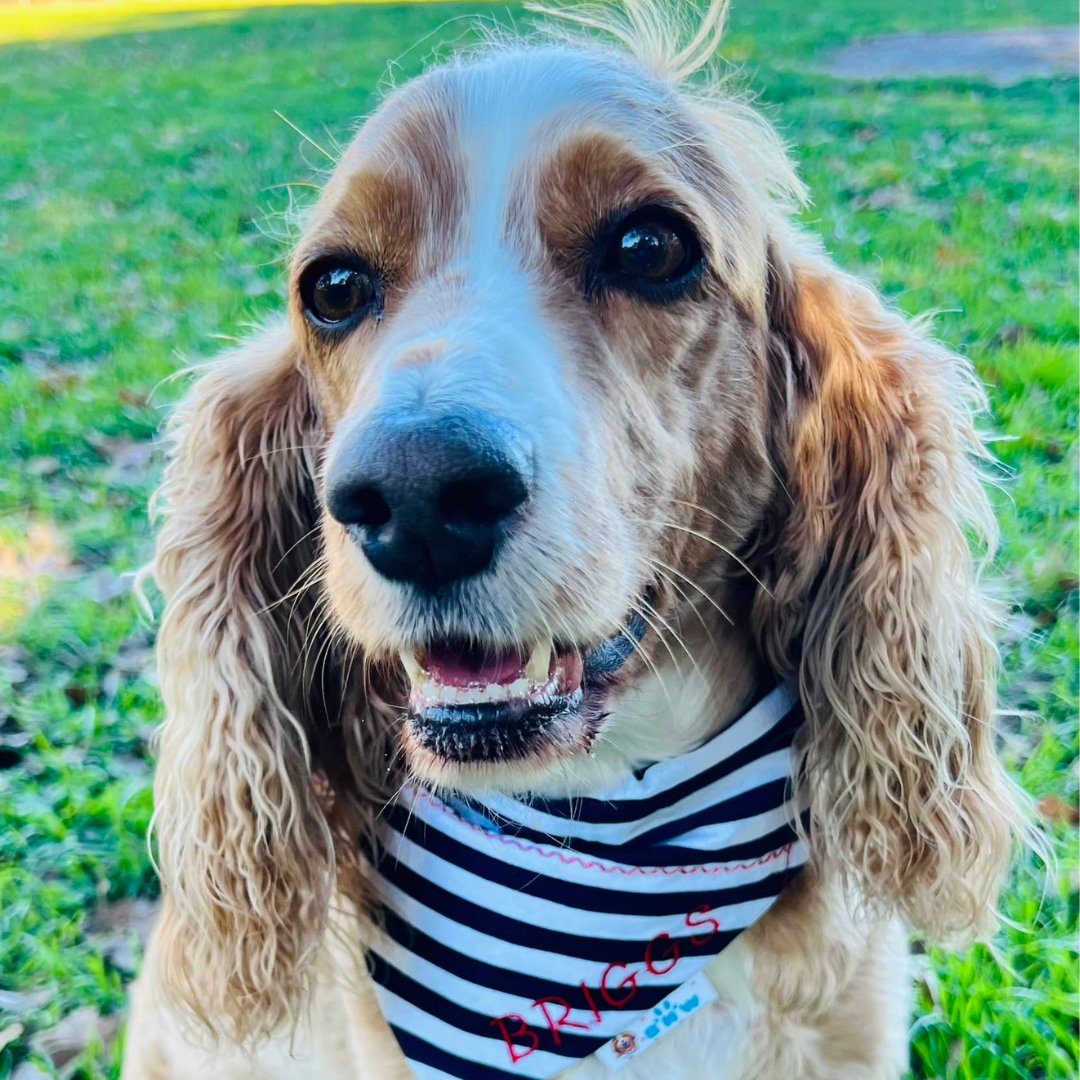 The CJ Football Over the Collar or Scrunchie Dog Bandana - Briggs 'n' Wiggles