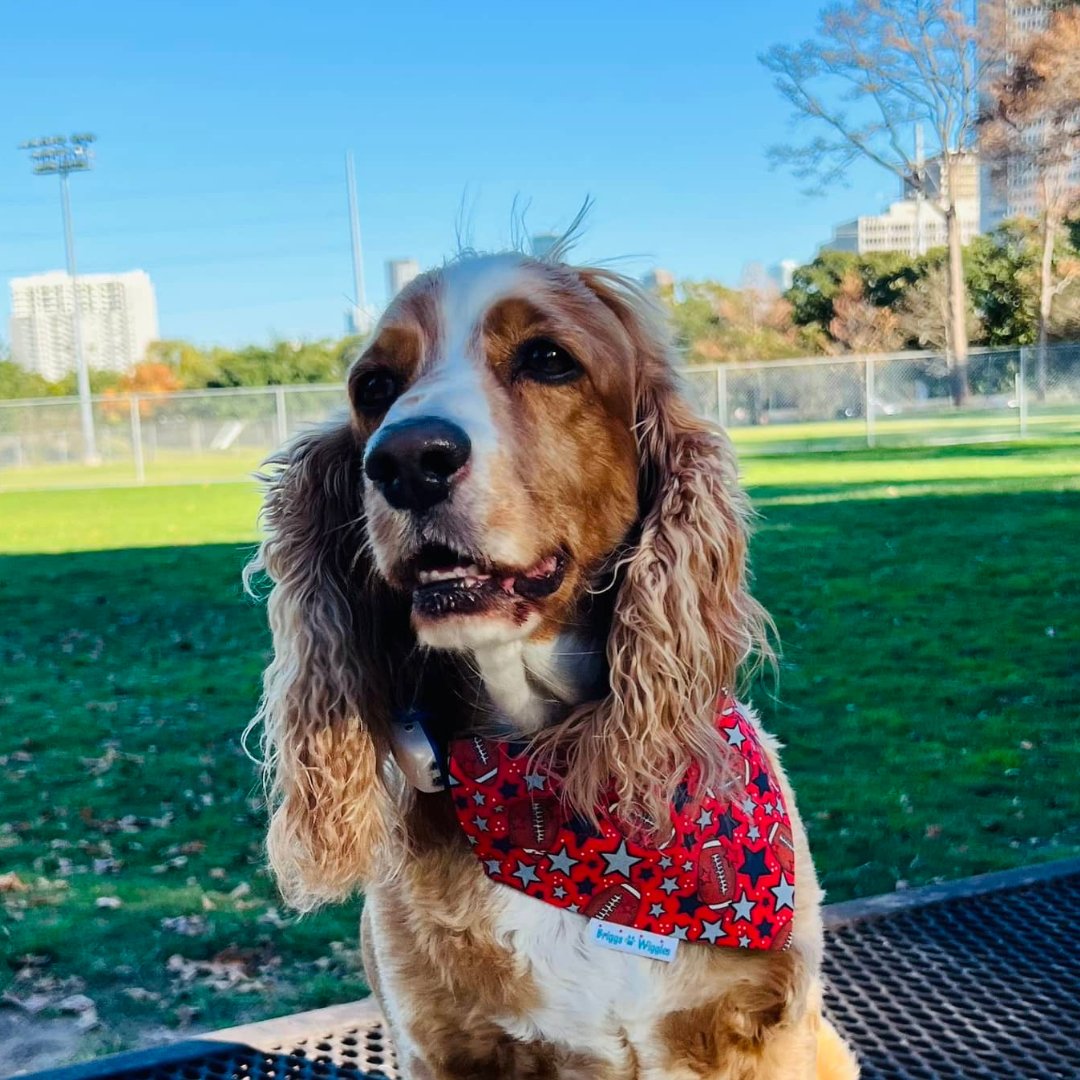 The CJ Football Over the Collar or Scrunchie Dog Bandana - Briggs 'n' Wiggles