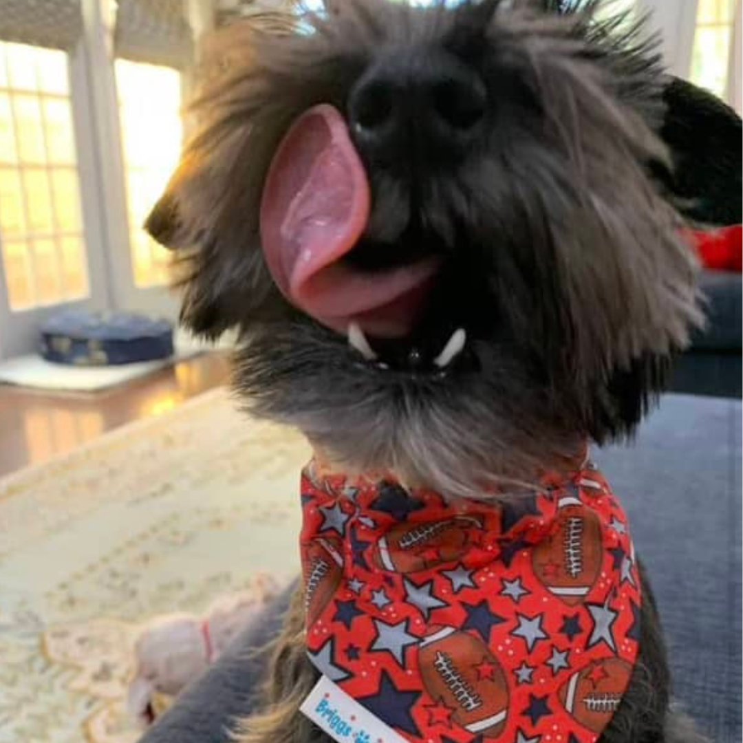 The CJ Football Over the Collar or Scrunchie Dog Bandana - Briggs 'n' Wiggles
