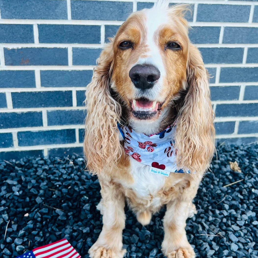 The USA Paw and Paisley Dog Bandana - Briggs 'n' Wiggles