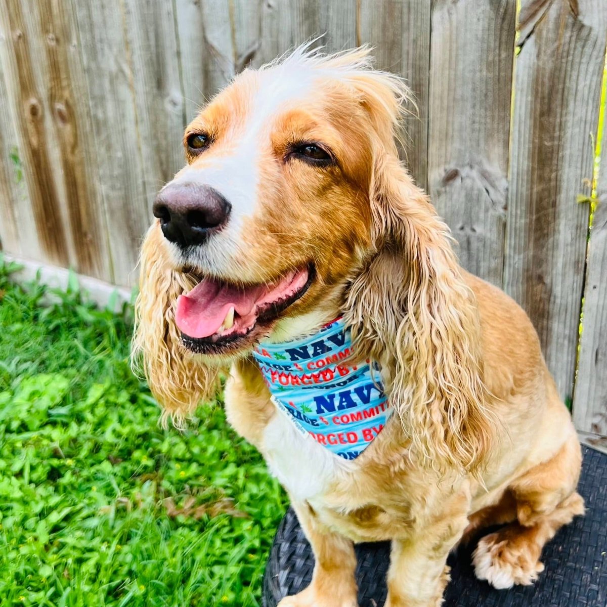 US Navy Forged by the Sea Dog Bandana - Briggs 'n' Wiggles