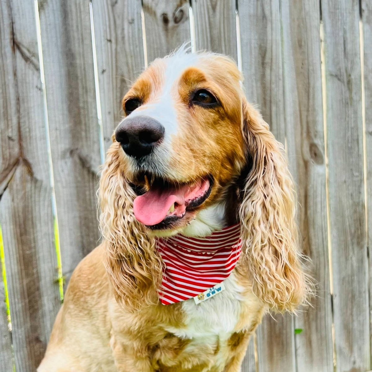 US Navy Forged by the Sea Dog Bandana - Briggs 'n' Wiggles