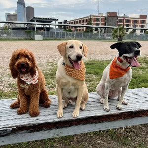 UT Longhorn Hook'em Over the Collar Dog Bandana - Briggs 'n' Wiggles
