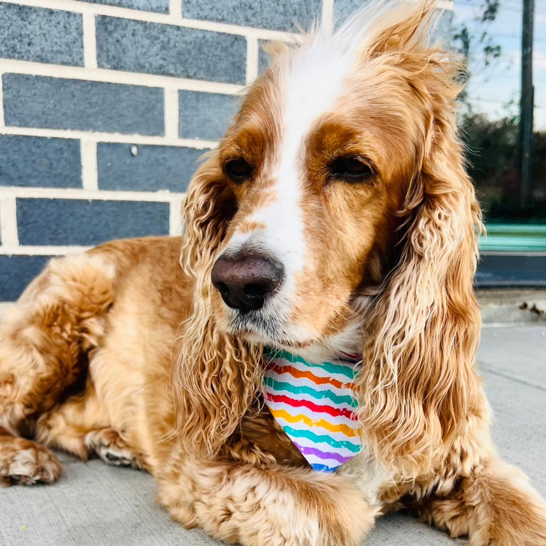 Valentine Heart Donuts and Coffee Dog Bandana - Briggs 'n' Wiggles