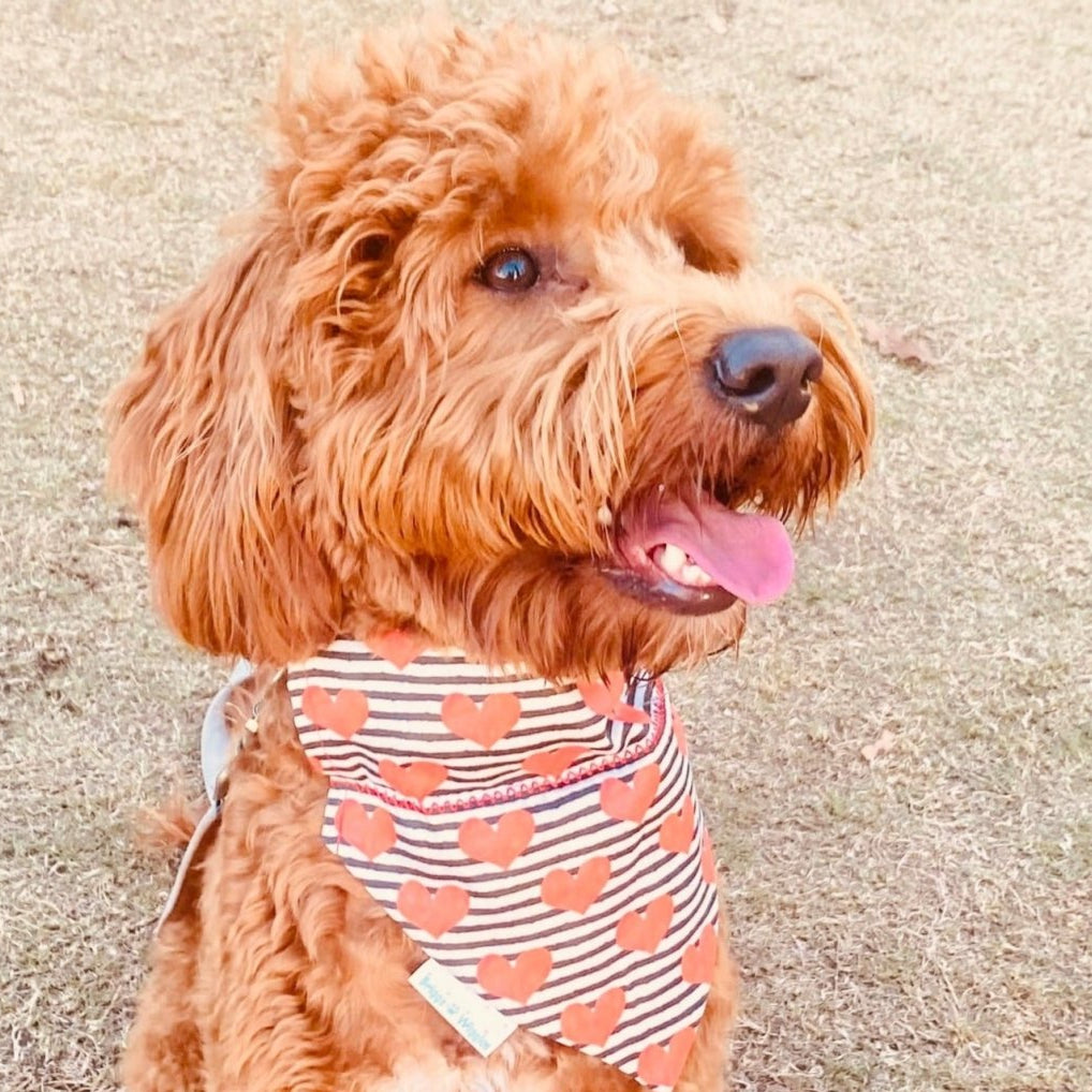 Dog wearing black-and-white striped Valentine's Day bandana with a red heart, perfect for festive pet photos and holiday outfits.