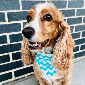Vintage Christmas Cars | Dog Bandana - Briggs 'n' Wiggles