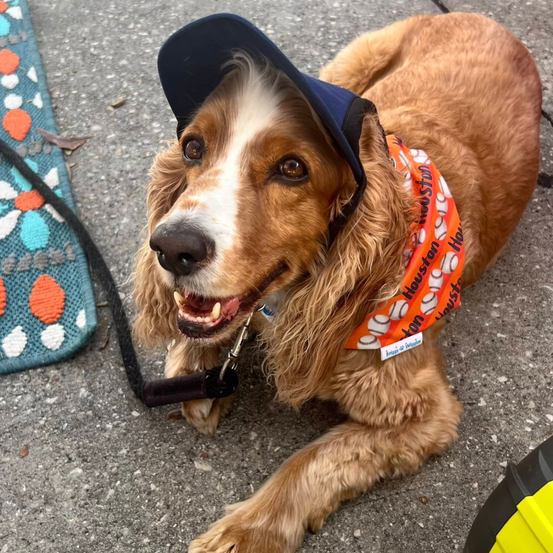 We Want Houston Baseball Dog Bandana - Briggs 'n' Wiggles