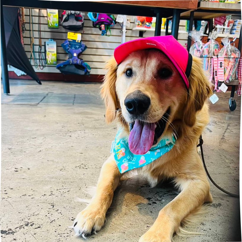 Golden Retriever Augie Wearing a Baseball Cap