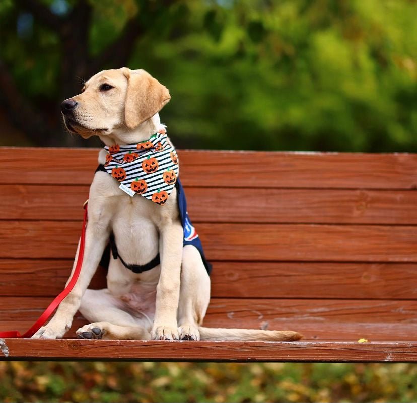 Buying the Right Dog Bandana Style for Your Dog - Briggs 'n' Wiggles