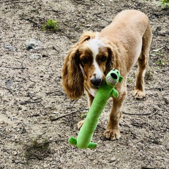 How to Choose Your Pup’s Toys Based on Their Personality - Briggs 'n' Wiggles
