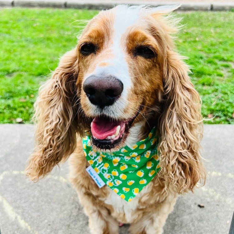 Safety Tips for you and your Pup with St. Patty's Day coming soon. - Briggs 'n' Wiggles