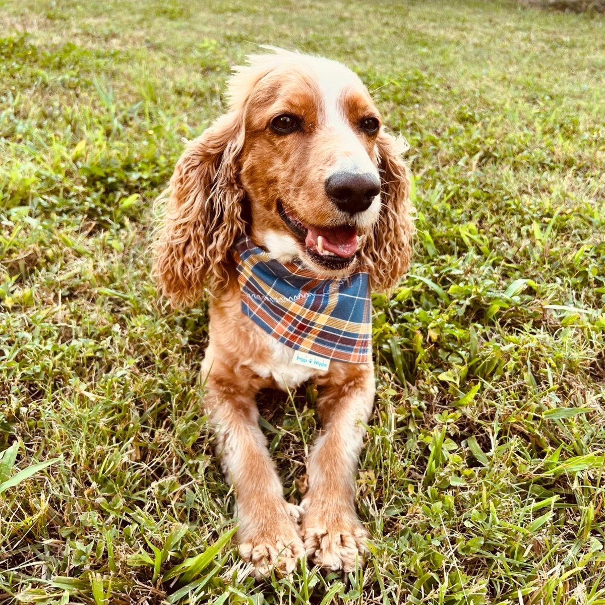 Daily Deal Collection - Briggs 'n' Wiggles