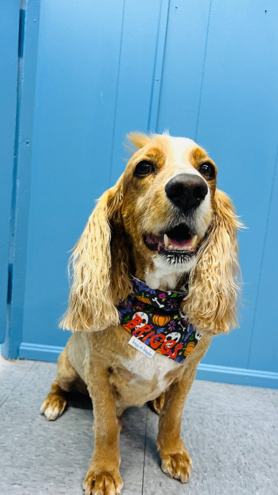 🎃 Halloween Dog Collection – Spooky & Stylish for Your Pup - Briggs 'n' Wiggles