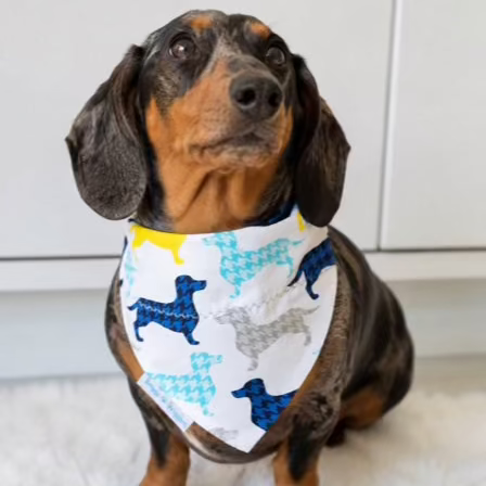 Black and tan dachshund wearing a reversible blue houndstooth dachshund dog bandana handmade by Briggs 'n' Wiggles.
