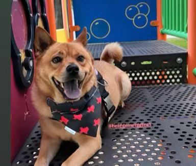Texas Tech Dog Bandana