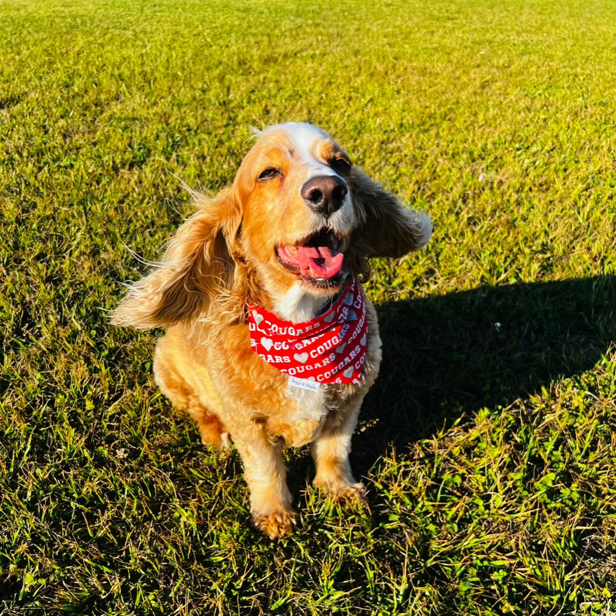 Briggs smiling wearing Houston Cougars dog bandana red with gray heart March Madness! 