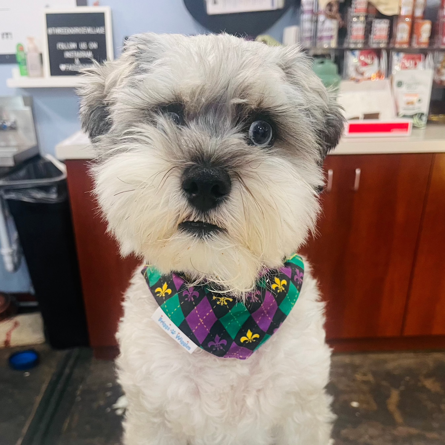 Pete wearing a purple and green argyle dog bandana with gold fleur-de-lis on a black background, ready for Mardi Gras Celebrations. 