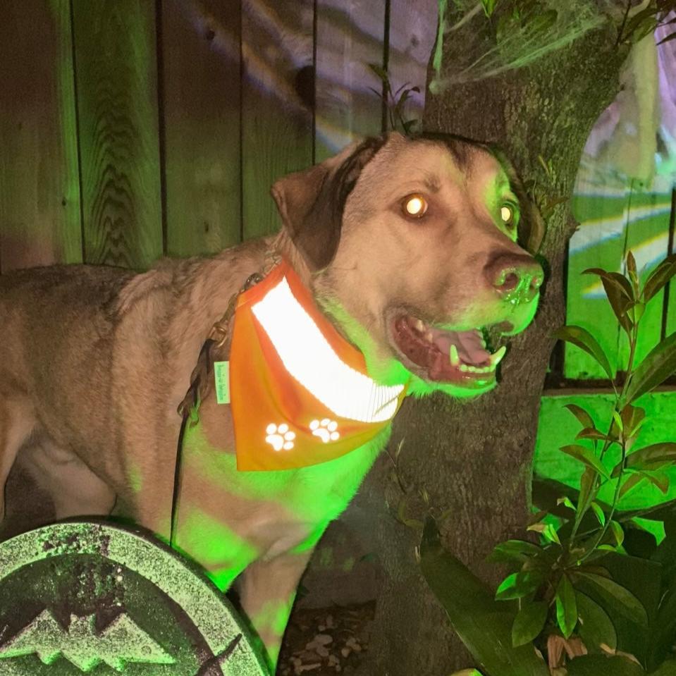 Dog wearing reflective bandana