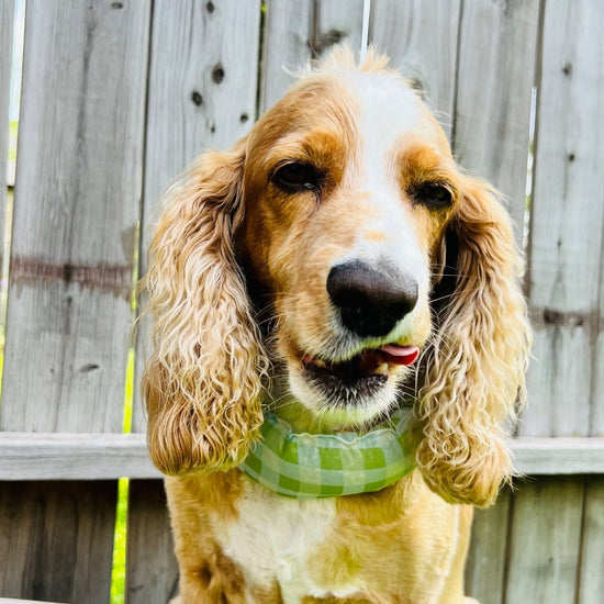 Blue & Green Cooling Dog Bandana - Lightweight, Summer - Ready - Briggs 'n' Wiggles