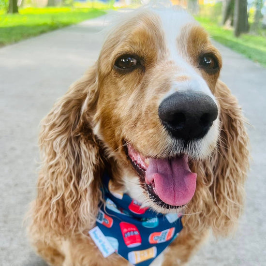 Dog Beer Reversible Dog Bandana - Briggs 'n' Wiggles