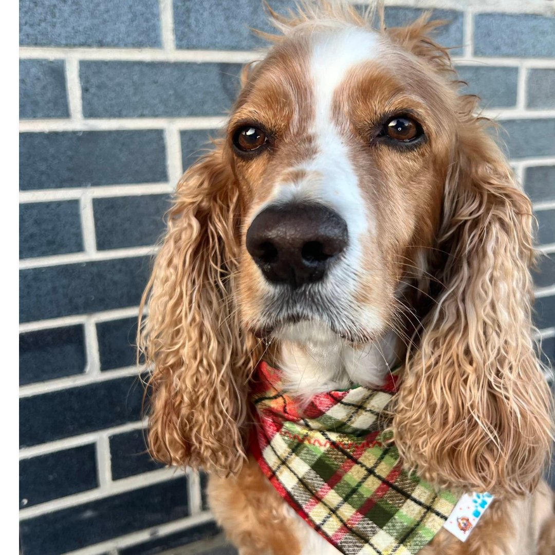 Dog Presents Reversible Bandana - Briggs 'n' Wiggles