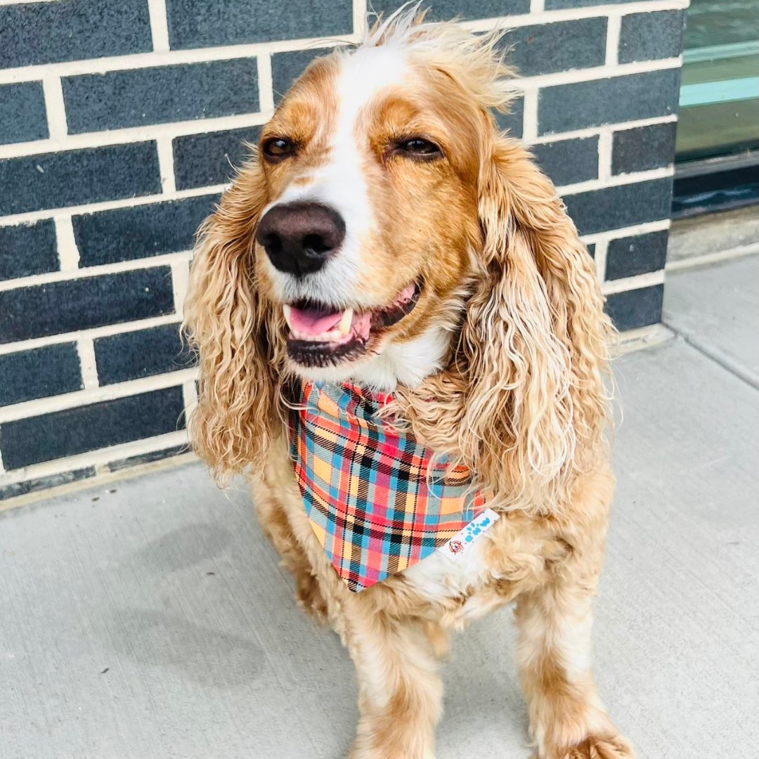 Fall Pumpkins and Plaid Reversible Dog Bandana - Briggs 'n' Wiggles