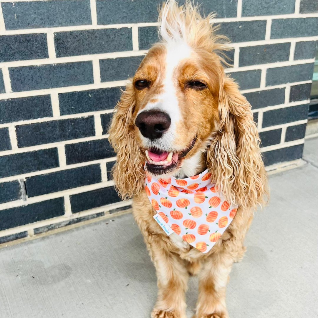 Fall Pumpkins and Plaid Reversible Dog Bandana - Briggs 'n' Wiggles