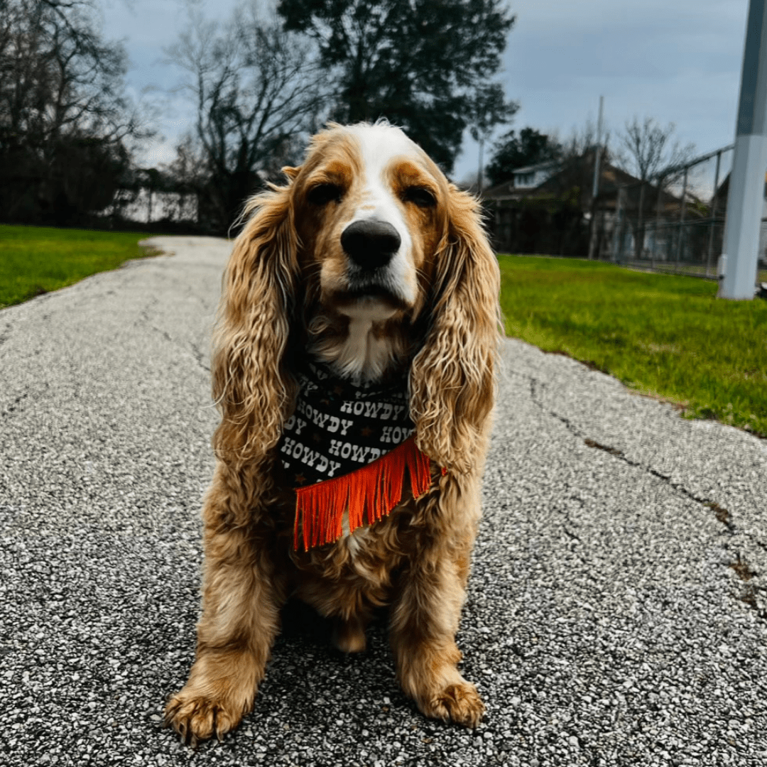Howdy Fringe Dog Bandana – Black & Orange Western Style - Briggs 'n' Wiggles