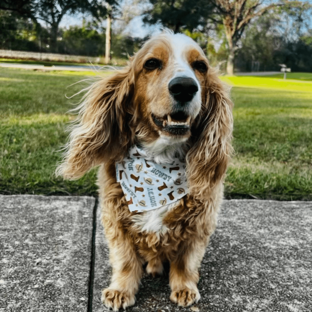 Howdy Rodeo Dog Bandana – Cowboy Boots & Hats - Briggs 'n' Wiggles