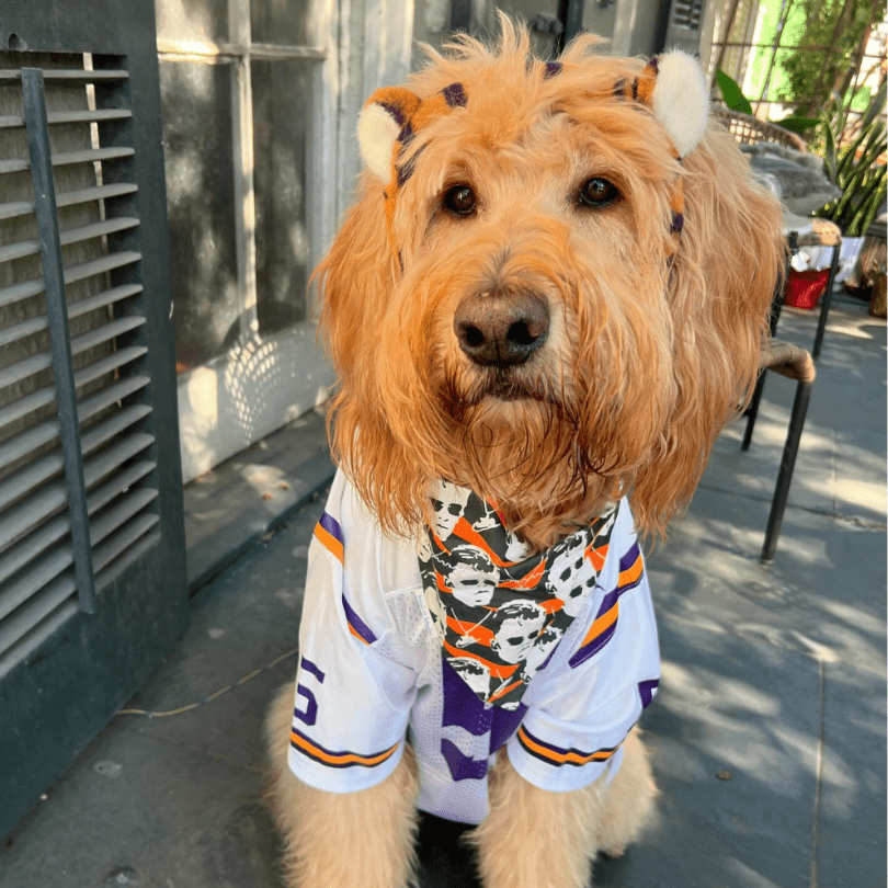Joe Cool Bengals Bandana - Inspired by Joe Burrow & LSU Legacy - Briggs 'n' Wiggles
