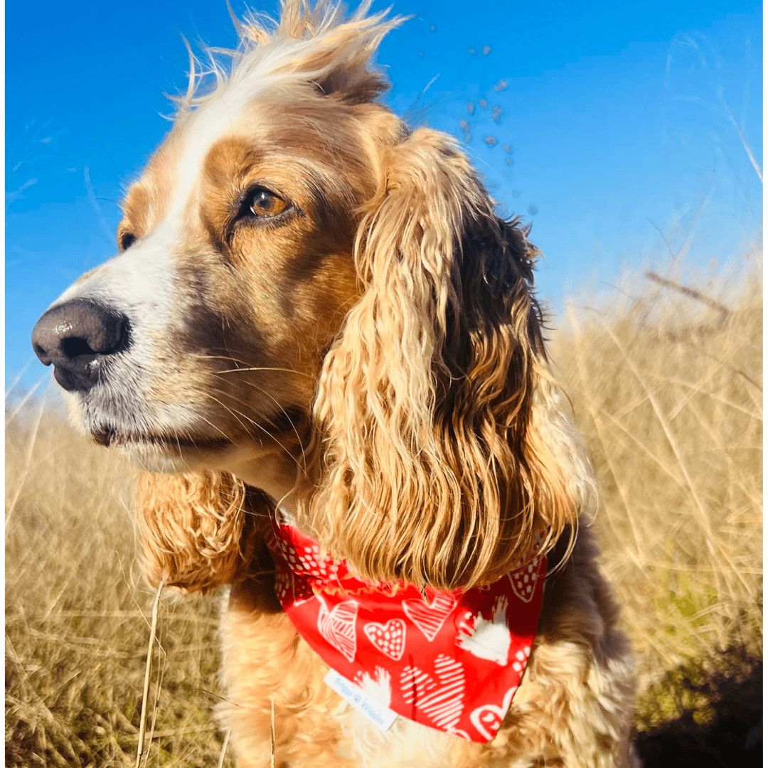 Love in the Air Valentine's Day Bandana - Red & White Hearts - Briggs 'n' Wiggles