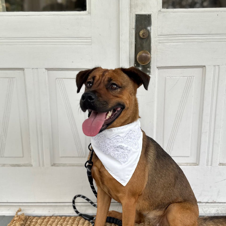 Pearl Dog Wedding Bandana | Bridal Dog Bandana for Wedding, Engagement & Special Occasions - Briggs 'n' Wiggles